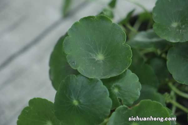 铜钱草的禁忌摆放位置