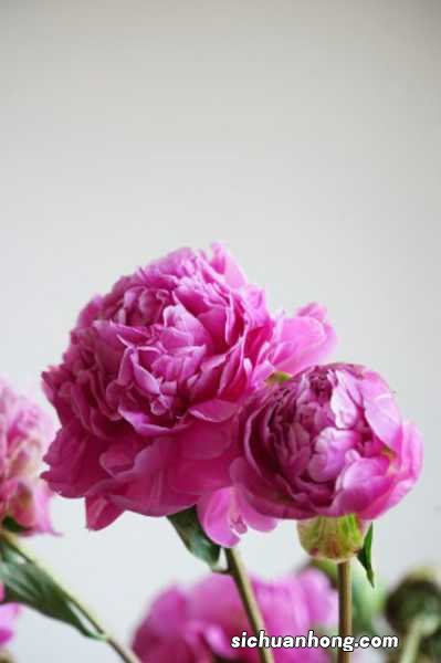 芍药的药用价值