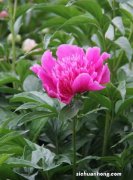 芍药的药用价值