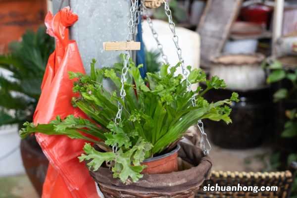 蕨类小盆栽的养殖方法和注意事项