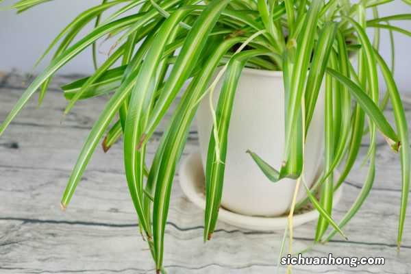 吊兰怎么才能爆盆，吊兰爆盆怎么修剪