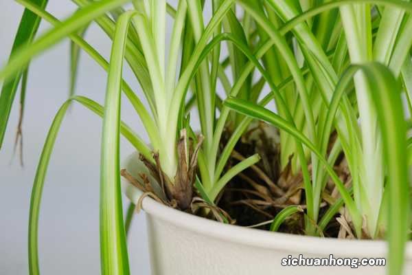 吊兰修剪季节，修剪后多久能发芽