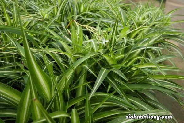 吊兰修剪季节，修剪后多久能发芽