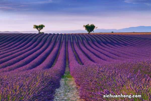 薰衣草茶的功效与作用