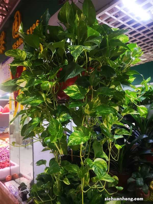 一棵绿萝七个鬼是真的吗