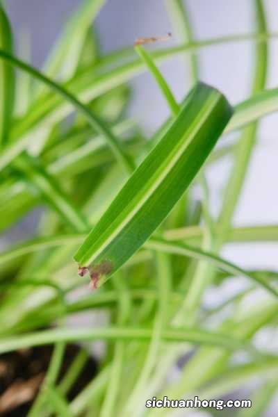 吊兰水培转土培的方法，吊兰土培注意事项