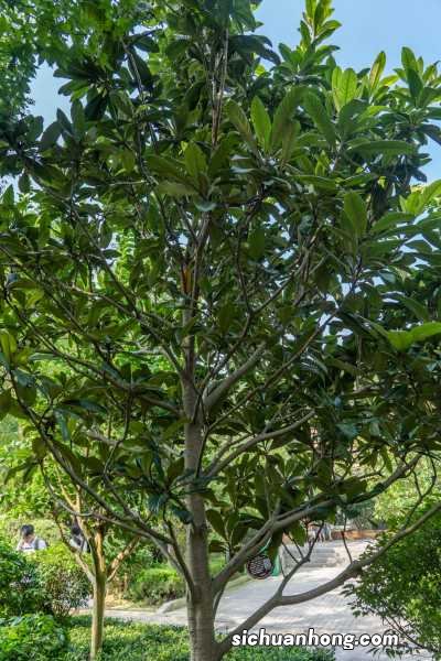 枇杷的养殖方法和注意事项