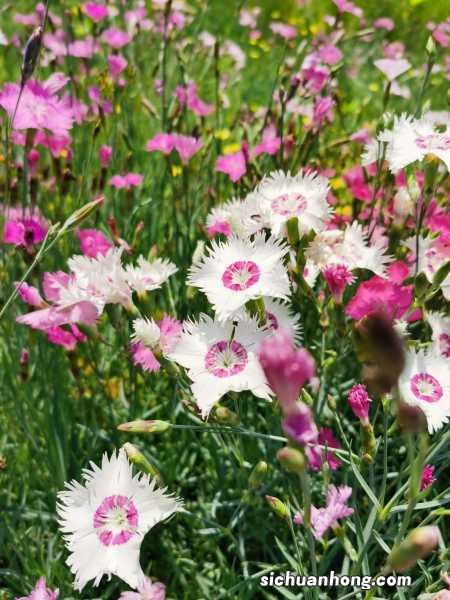 美国石竹的养殖方法和注意事项