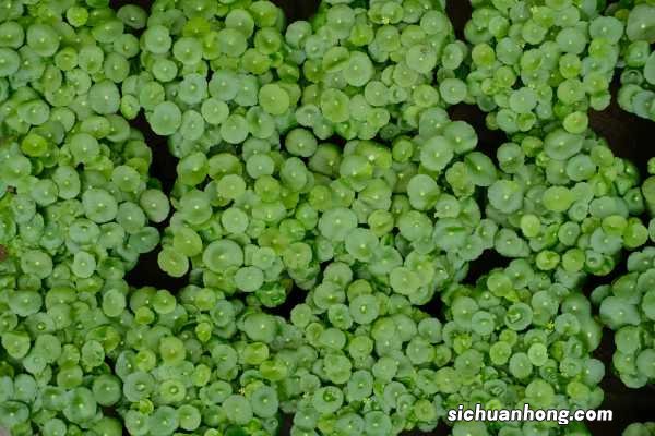 铜钱草摆在哪里最旺财