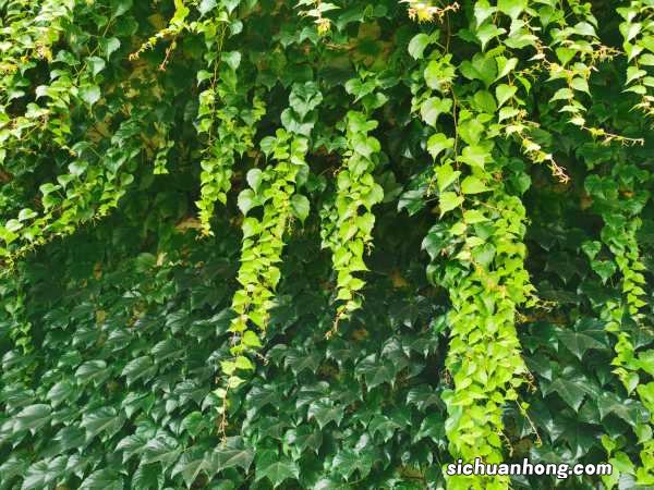 爬山虎如何扦插,冬季会冻死吗