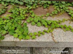 爬山虎怎么去除，冬季室外是否落叶