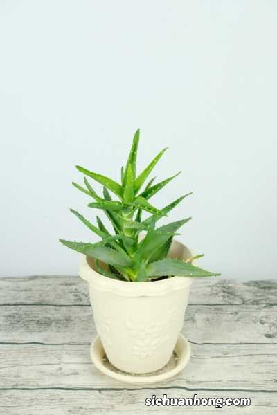 芦荟换盆后不适应是什么原因，怎么办