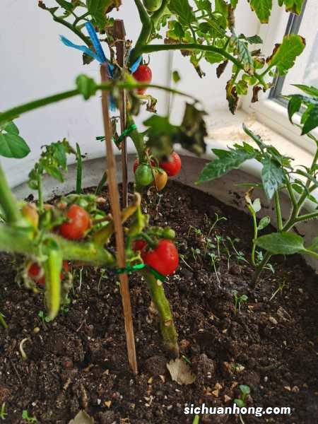 番茄结果期施什么肥好,如何施肥