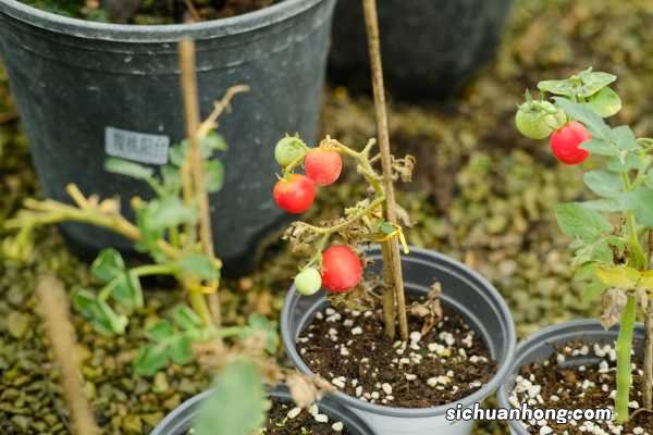 番茄结果期要注意什么,要授粉吗