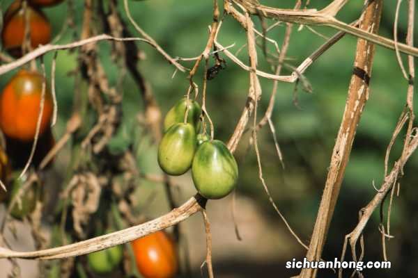 番茄结果期要注意什么,要授粉吗