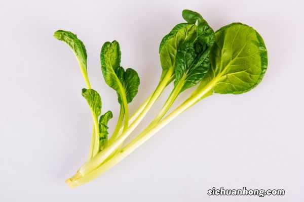 白菜的养殖方法和注意事项