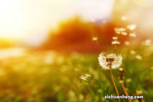 蒲公英茶哪些人不宜喝