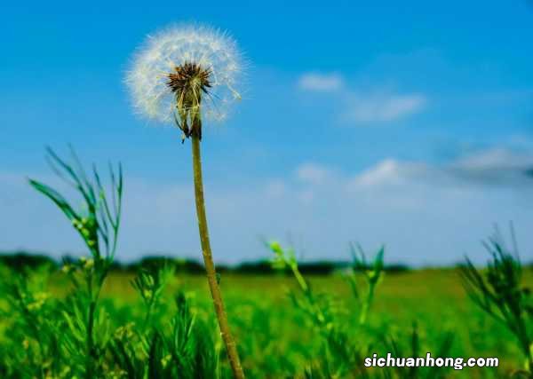 蒲公英茶对女性的作用