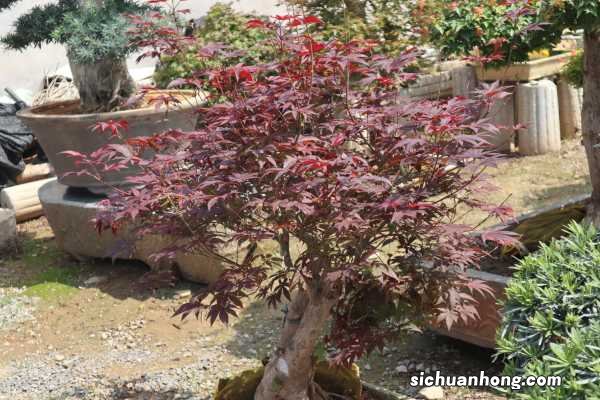 日本红枫的养殖方法和注意事项