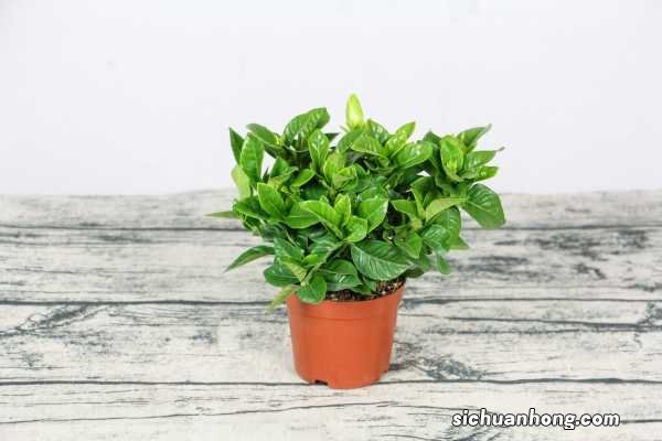 栀子花换盆的步骤，换盆后需要浇水吗