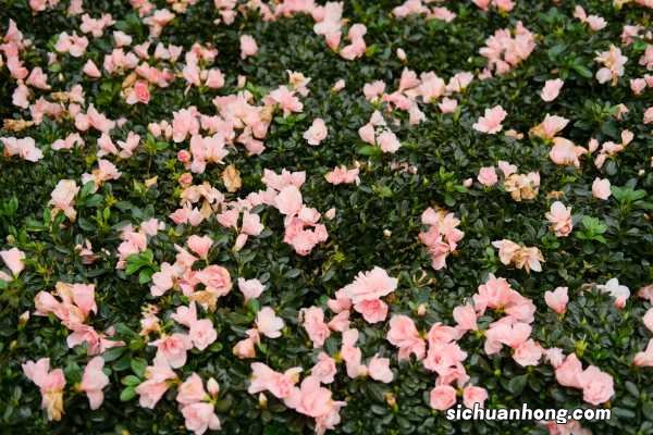 新买的杜鹃如何上盆,怎样才会开花比较快