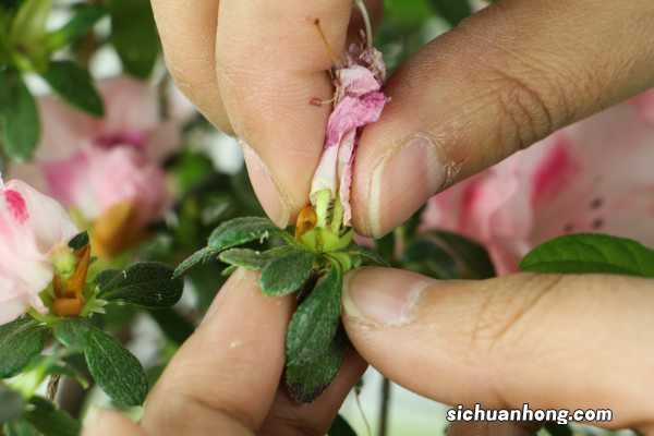 杜鹃怎样养才开花不断,叶子干枯怎样缓解