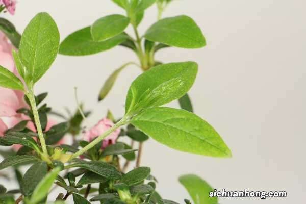 杜鹃如何养殖,叶子发黑怎么回事