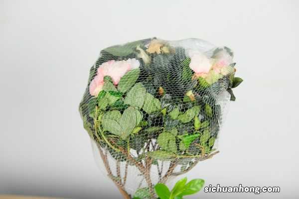 杜鹃开花后如何修剪，怎么浇水