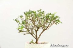 杜鹃开花后如何修剪，怎么浇水