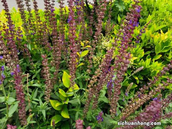 蓝花鼠尾草的养殖方法和注意事项