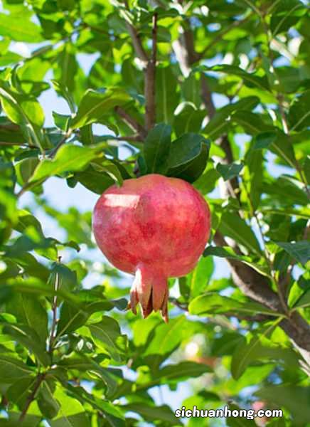 石榴的养殖方法和注意事项