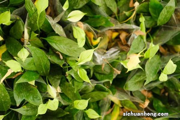 一帆风顺有毒吗