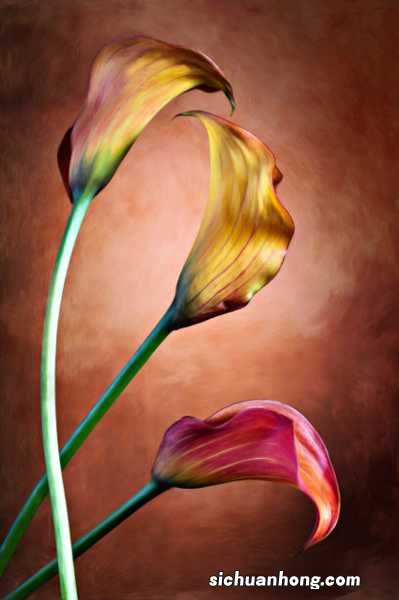 彩色马蹄莲的养殖方法和注意事项