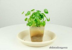 铜钱草放哪里招财