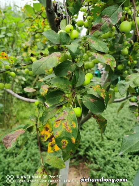 夫妻海棠的养殖方法和注意事项