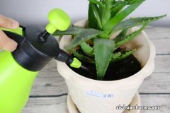 盆栽的芦荟可以擦脸吗