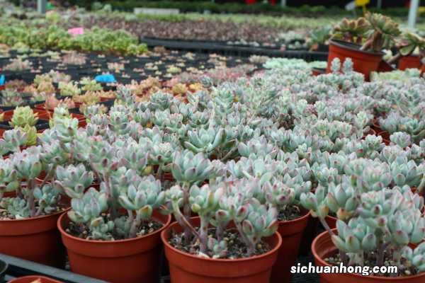 蓝豆的养殖方法和注意事项