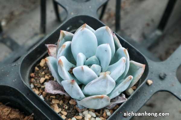 橙梦露的养殖方法和注意事项