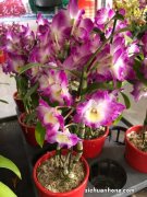 华石斛的养殖方法和注意事项