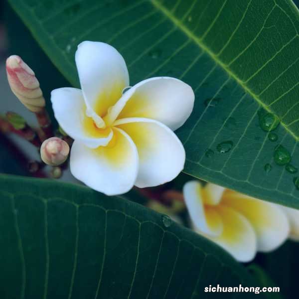 红鸡蛋花的养殖方法和注意事项