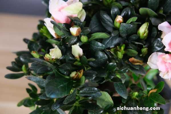 皋月杜鹃的养殖方法和注意事项