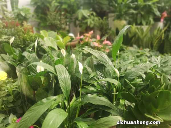 白掌可以放在卧室吗