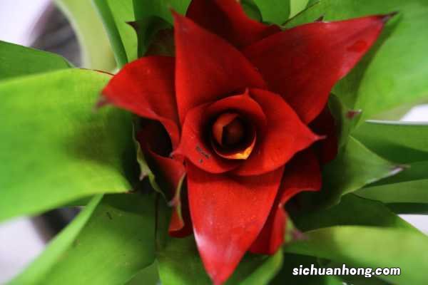 红运当头花的养殖方法和注意事项