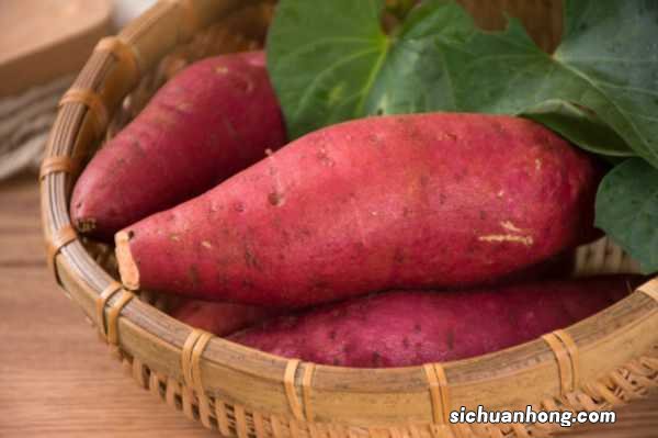 红薯盆景的养殖方法和注意事项