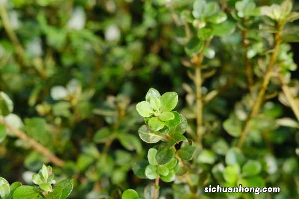 杜鹃花浇水浇多了怎么办，浇水可以喷叶吗