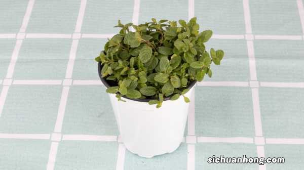 薄荷可以驱蚊吗