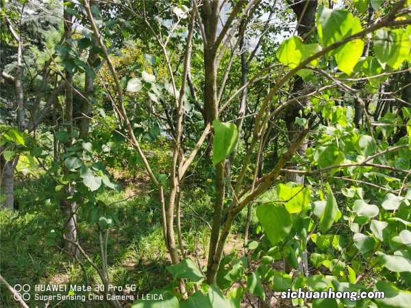 刚买的丁香花怎么换盆,丁香花怎么养