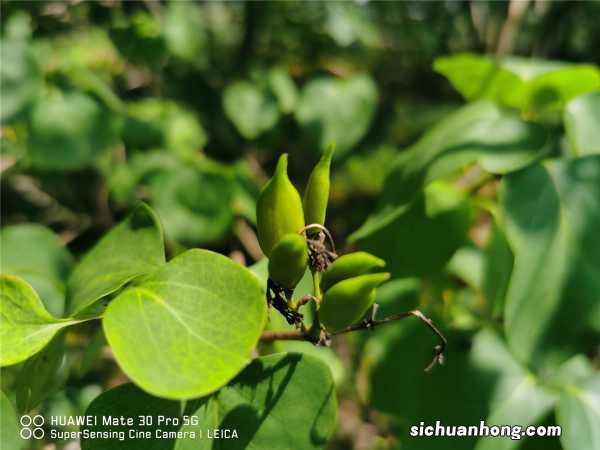 丁香花怎么扦插繁殖，丁香花扦插的时间
