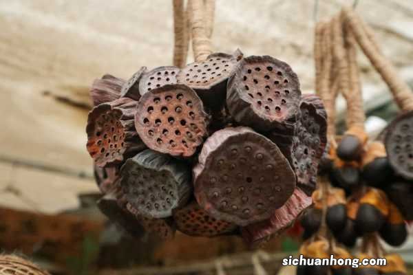 荷花的寓意象征意义