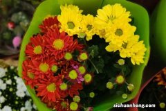 送菊花代表什么意思